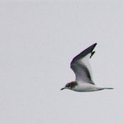 Sabine's Gull